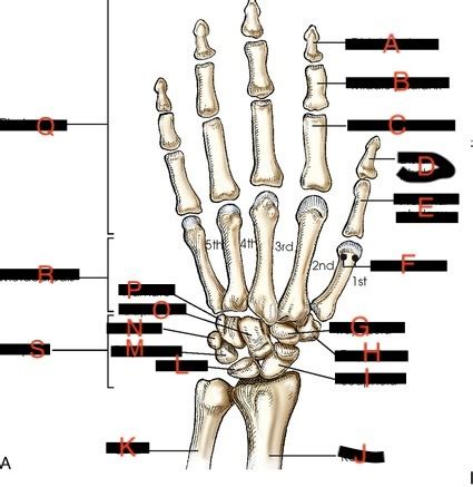 Chapter Upper Extremities Anatomy Digits Flashcards Quizlet