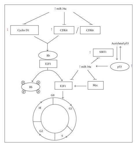 Modulatory Effect Of Tocotrienol Rich Fraction On The Expression Of