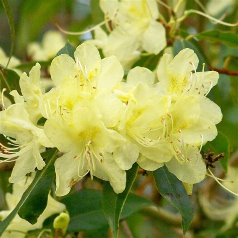 X Rhododendron Golden Wonder Evergreen Bushy Shrub Hardy Garden