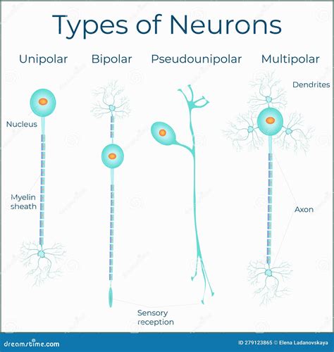 Types of Neurones Medical Scientific Illustration Poster Stock Vector ...