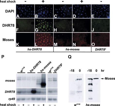 Functional Interactions Between The Moses Corepressor And Dhr78 Nuclear Receptor Regulate Growth