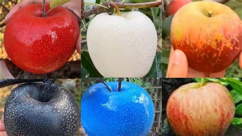 Apple Different Colours You Should Know About White Appleblue Youtube