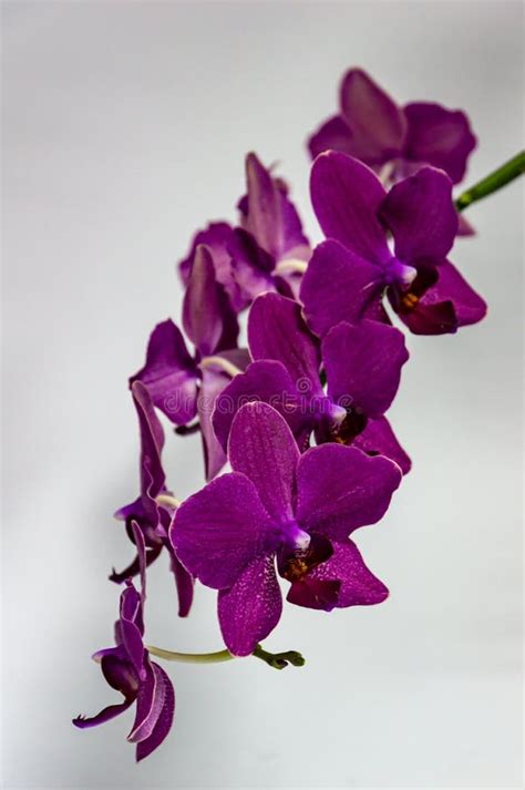 Branch Of Beautiful Dark Purple Orchid Flower Phalaenopsis Destiny