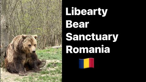 Largest Brown Bears Sanctuary In The World Libearty Brasov Romania