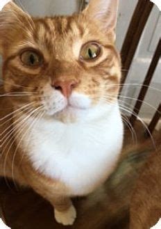 Colmar Pa Domestic Shorthair Meet Ginger A Cat For Adoption Cat