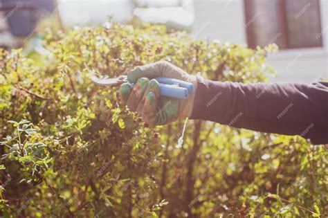 Premium Photo Farmer Hands Make Pruning Of Bushes With Large Garden