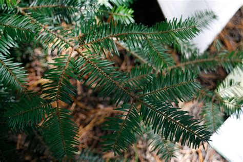 Tree Identification Abies Grandis Grand Fir