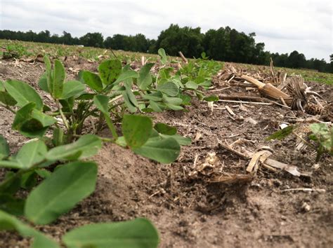 May 29, 2014 Peanut Crop Reports | North Carolina Cooperative Extension