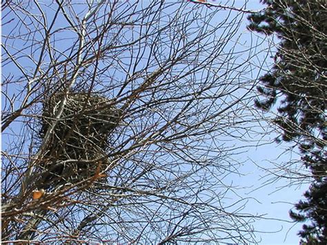 Magpie Nest - Rocky Mountain National Park (U.S. National Park Service)