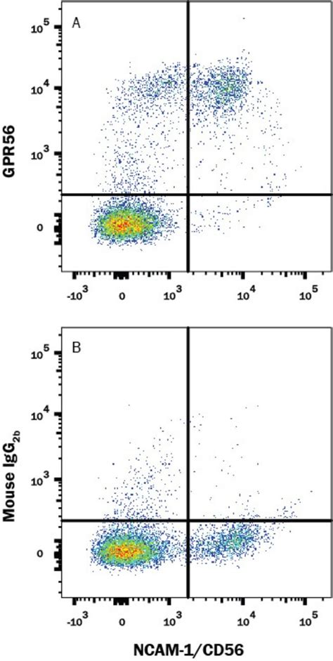 Human GPR56 Antibody R D Systems 25 μg Unconjugated Fisher Scientific