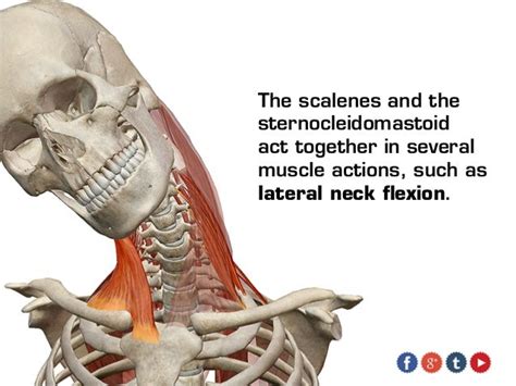 Visible Body Sternocleidomastoid And The Scalene Muscles