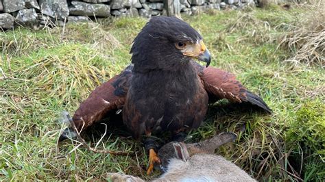 Bolt Hits 37 Harris Hawk Hunting Youtube