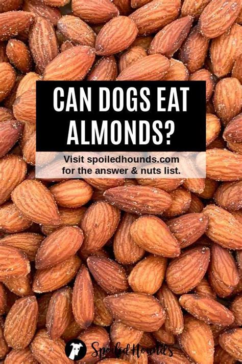 Nuts Dogs Can Eat And Nuts Harmful To Dogs Artofit