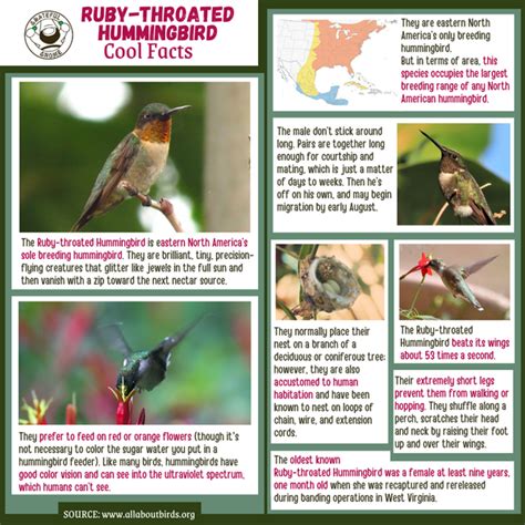 Ruby-throated Hummingbird Cool Facts – Grateful Gnome