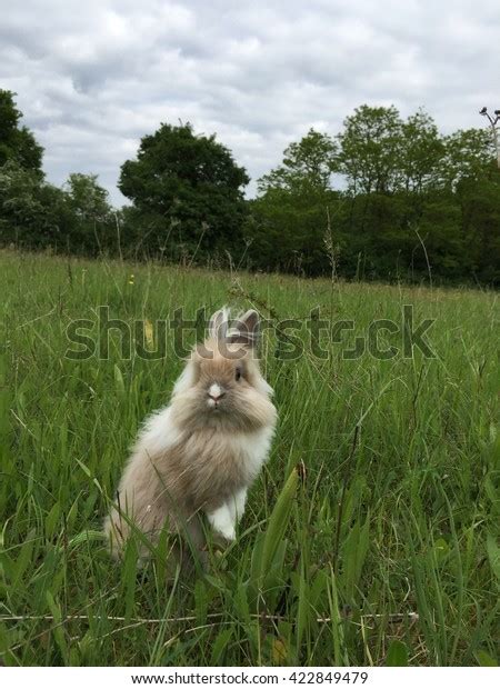 Cute Lionhead Bunny Rabbit Playing Field Stock Photo 422849479