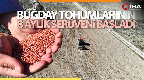 Yaz Aylar Nda Hasat Edilecek Bu Day Tohumlar Toprakla Bulu Tu Youtube