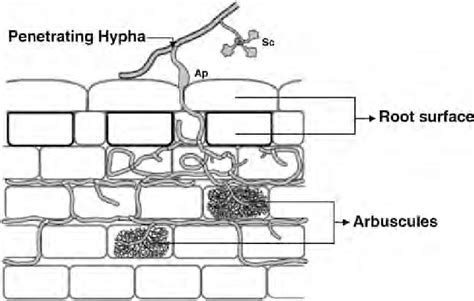 Colonization Of Am Fungi In The Root Of The Vascular Plant Arbuscules