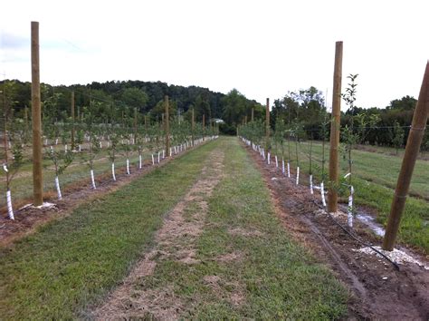 High Density apple tree planting 2011 | #starkbros | Trees to plant ...