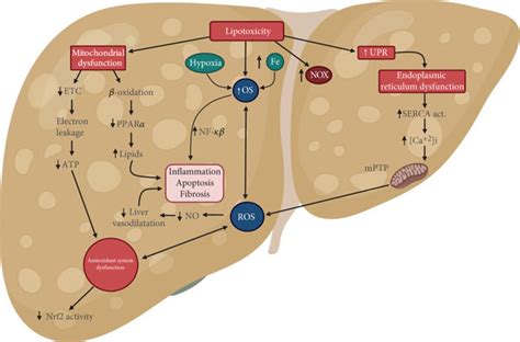 The Effect Of Oxidative Stress Os In Hepatic Tissue During