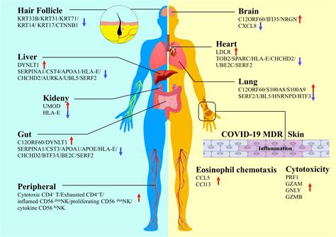 Frontiers Proteomic Insights Into SARS CoV 2 Infection Mechanisms