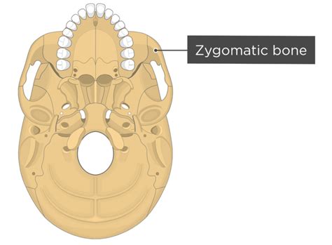 Zygomatic Bone Diagram