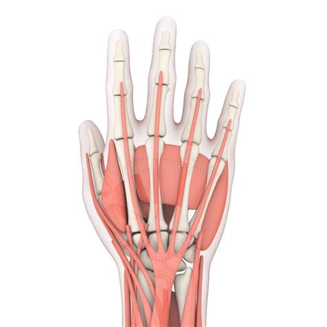 Human Hand Anatomy Illustration Stock Illustration - Illustration of ...