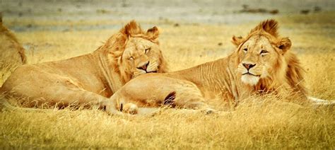 tanzania serengeti national park  photo  pixabay