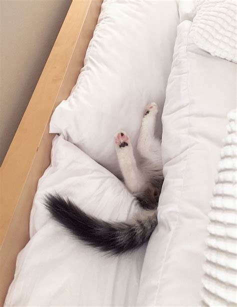 Funny Cats Sleeping In Weirdest Positions Ever Cat Sleeping Sleeping Kitten Funny Cats