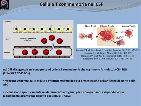 Anatomia E Fisiologia Della Barriera Emato Encefalica Ppt Scaricare