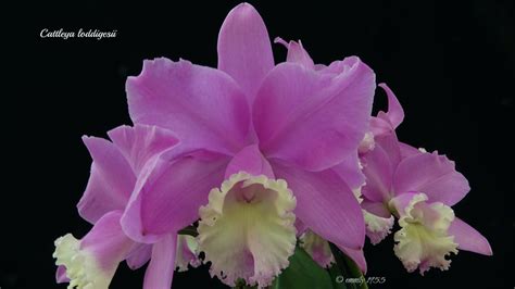 Cattleya Loddigesii Bodenseeperle SM B D O G 2018 Flickr