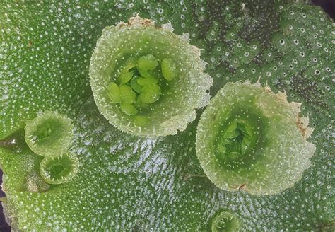 Marchantia, gemmae cups - Stock Image - C028/0417 - Science Photo Library