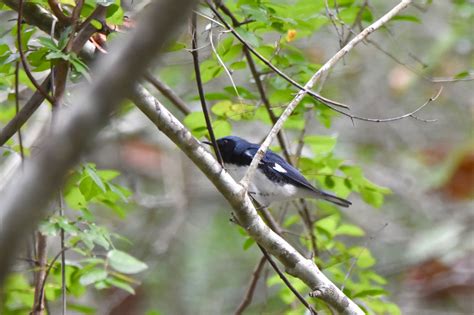 Black-throated Blue Warbler