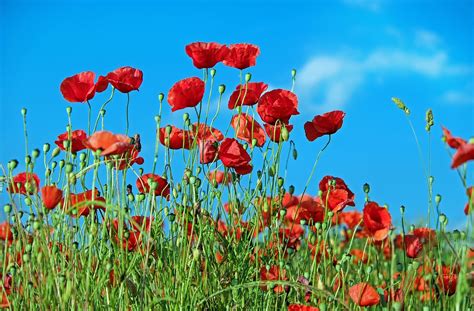 400,000+ Free Poppy Flower & Poppy Photos - Pixabay