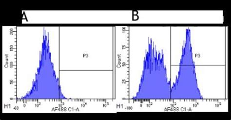 CD40 TNFRSF5 Antibody G28 5 Azide And BSA Free Novus Biologicals