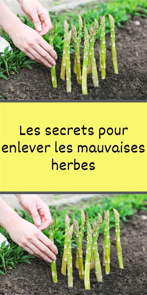 Les Secrets Pour Enlever Les Mauvaises Herbes Asparagus Farm