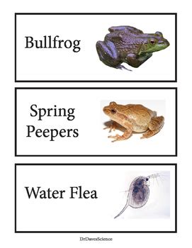 Pond Life Word Wall By Dr Dave S Science Teachers Pay Teachers