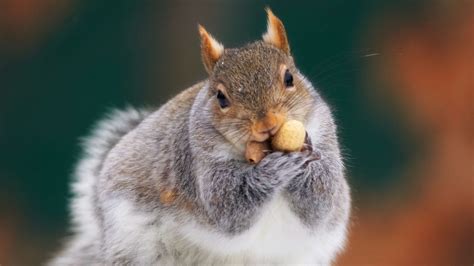 Fat Squirrel Spotted Eating Mcdonald S Cheeseburger Outside Florida Location Fox News