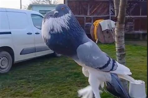 Mutant Pigeon With Giant Neck And Feet Is Leaving People Seriously