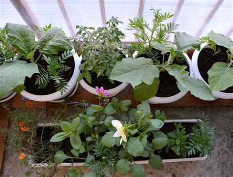 5 Best Plants to Grow on Your Balcony