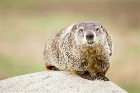 Groundhogs in your yard | News, Sports, Jobs - Tribune Chronicle