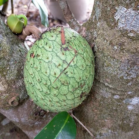 Mountain Soursop Annona Montana Flower Leaf Care Uses PictureThis