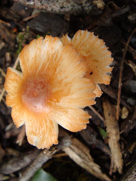 Mushroom Plants Fungi Stuffed Mushrooms