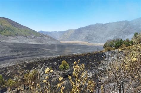 Dampak Kebakaran Savana Bromo Plankton Tour And Travel