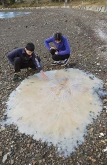 Liberte Sua Mente CIENTISTAS TENTAM CLASSIFICAR ÁGUA VIVA GIGANTE