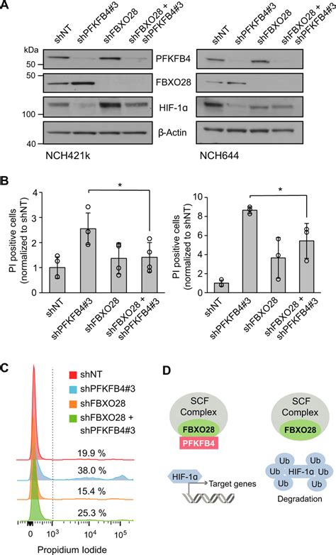 Hif 1α Protein Level Is Dependent On The Interaction Of Pfkfb4 With Download Scientific Diagram