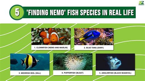 5 Finding Nemo Fish Species in Real Life - A-Z Animals