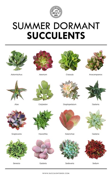 Succulent Dormancy 101 Summer Vs Winter Dormant Succulents Types Of Succulents Plants