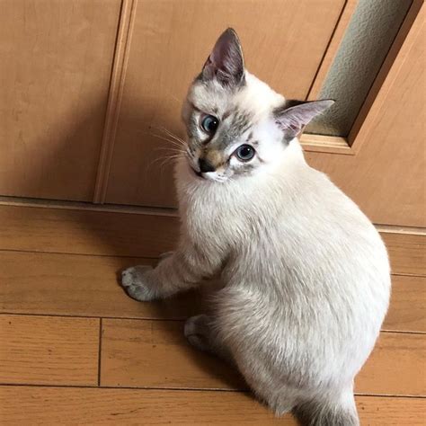 保護猫を迎えたいと願っていた一家、スーパーの駐輪場で鳴いていた子猫を保護 「運命やな」｜まいどなニュース