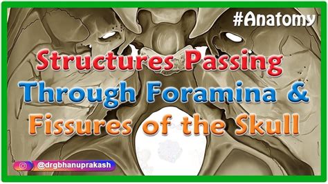 Structures Passing Through Foramina And Fissures Of The Skull YouTube