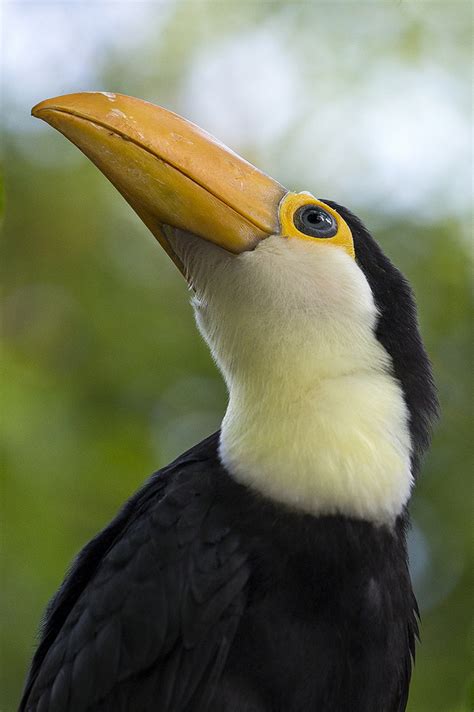 Toucan play that game 😉 Toco toucan chicks hatched...